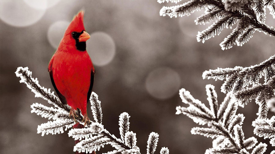 Birds
